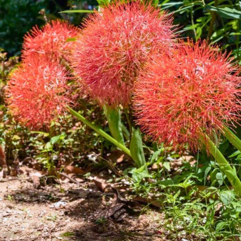 Krasnokwiat Katarzyny wielkokwiatowy