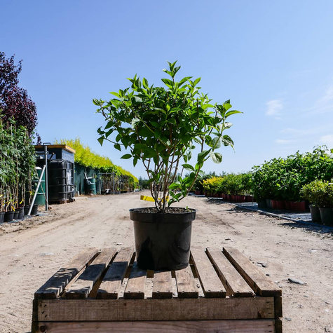 Hortensja bukietowa Baby Lace (C2)