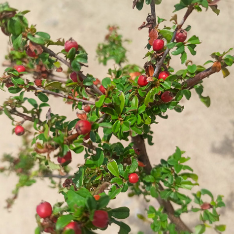 Irga rozesłana Eichholz (C1.7)