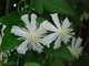 Powojnik Clematis botaniczny Paul Farges