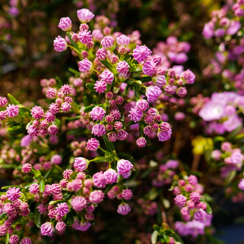 Kalmia angustifolia Rubra (C2)