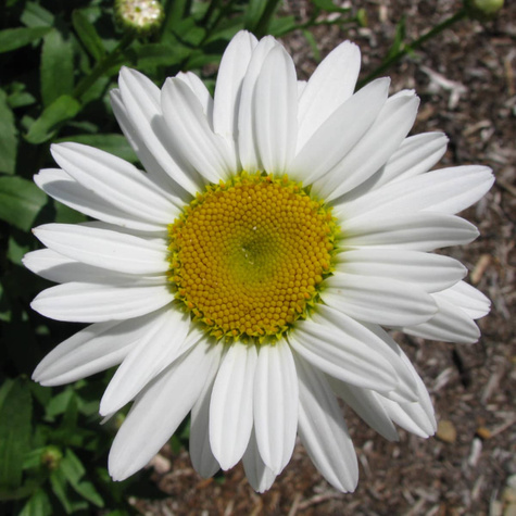 Złocień właściwy Becky (C2)