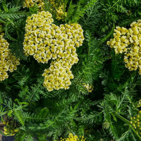 Krwawnik pospolity Desert Eve Yellow (C2)