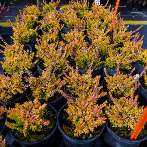 Wrzos pospolity Orange Queen