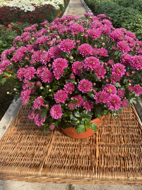 Chryzantema drobnokwiatowa fioletowa DUŻA DONICA