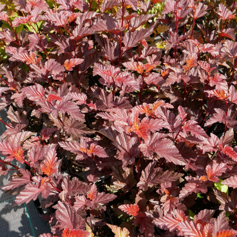 Pęcherznica kalinolistna Centre Glow (P9)