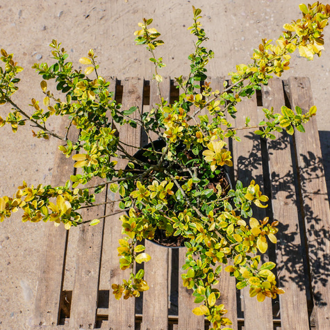 Ostrokrzew bukszpanowy karbowanolistny Golden Gem żeński (C2)