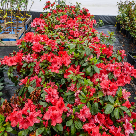 Azalia japońska Ageeth