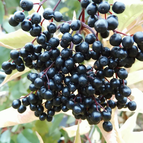 Bez czarny Bez dziki Bzowina czarna Samyl