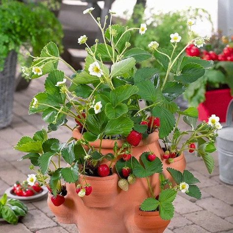 Truskawka SELVA PNĄCA WISZĄCA POWTARZAJĄCA truskawki sadzonki 10 szt