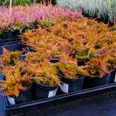 Wrzos pospolity Wickware Flame