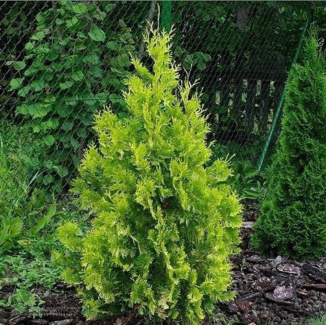 Thuja Tuja Żywotnik zachodni Yellow Ribon (P9)