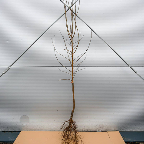 Śliwko-morela Śliwomorela Plumcot Plant Pack