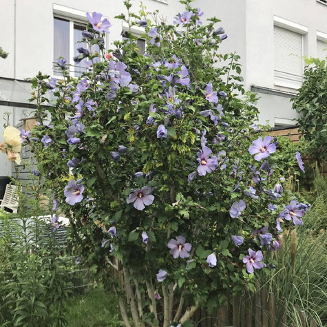 Ketmia syryjska Hibiskus Marina (P9)