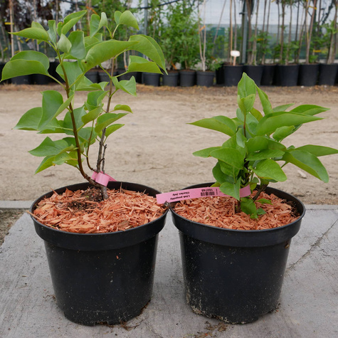 Lilak pospolity Bez Charles Joly (C20)