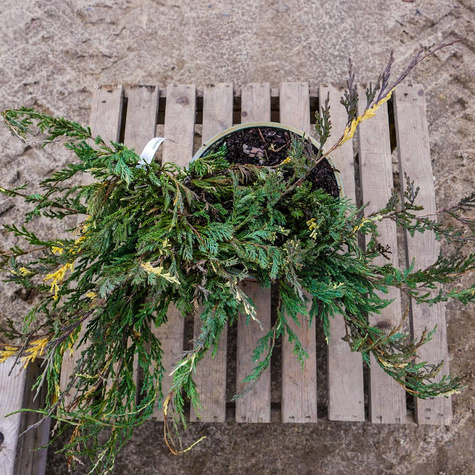 Jałowiec płożący Variegata