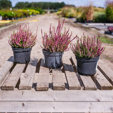 Wrzos pospolity Dark Beauty