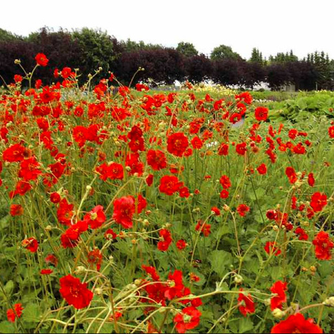 Kuklik szkarłatny Mrs Bradshaw (C2)