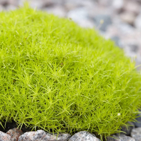 Karmnik ościsty Lime Moss (C2)