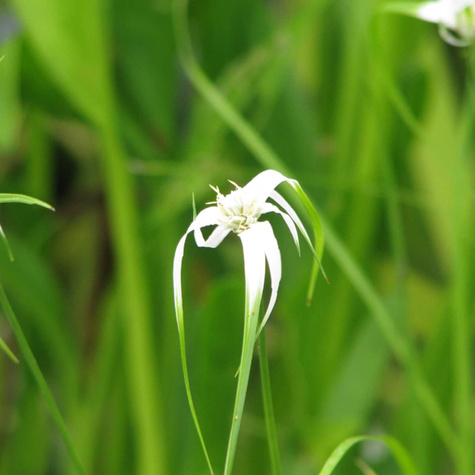 Gwiazdowa trawa Gwiezdna trawa