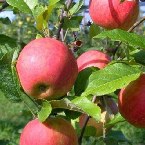 Jabłoń Ariwa w doniczce C2