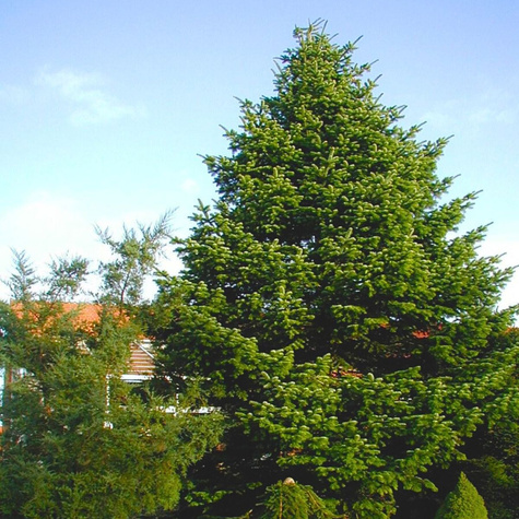 Jodła balsamiczna P9