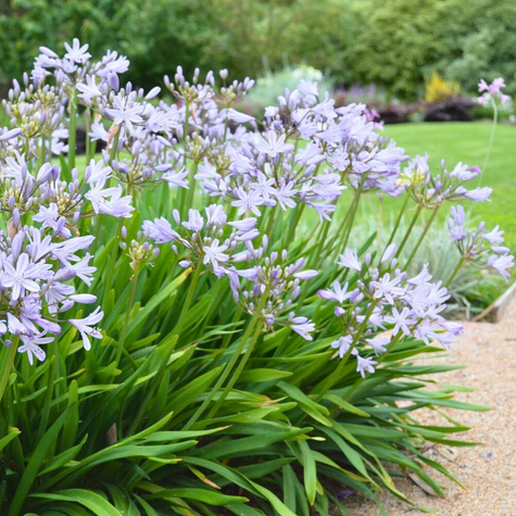 Agapant afrykański Silver Baby (C2)