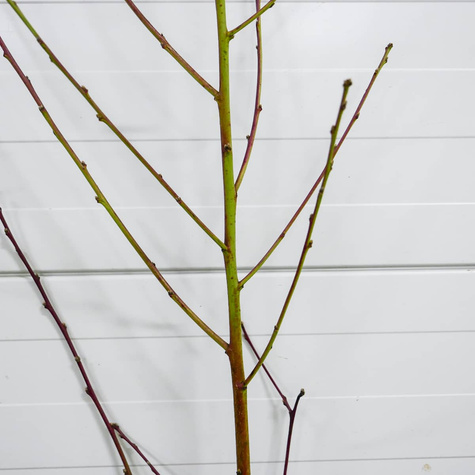 Brzoskwinia Royal Majestic Plant Pack