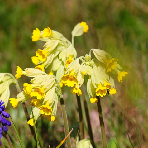 Pierwiosnek lekarski Pure Yellow (C2)
