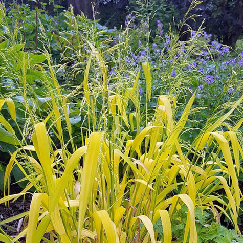 Prosownica rozpierzchła Aureum