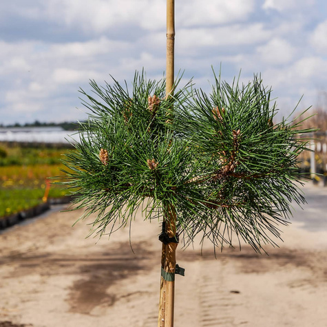 Sosna czarna Brepo szczepiona