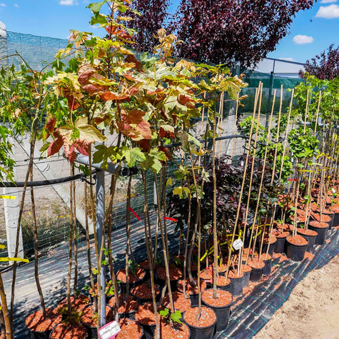 Klon jawor Purpureum Eskimo Sunset szczepiony na pniu