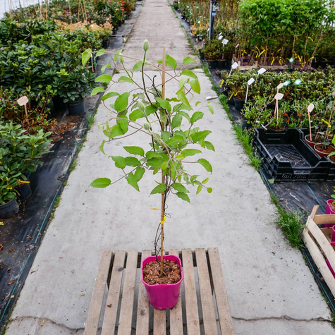 Powojnik Clematis wielkokwiatowy dr Ruppel C2