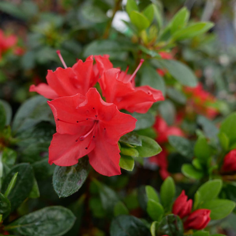 Azalia japońska Geisha Orange (C2)