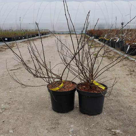 Brzoza karłowata krzaczasta