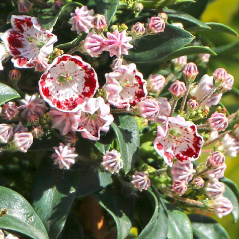 Kalmia szerokolistna Minuet (C2)