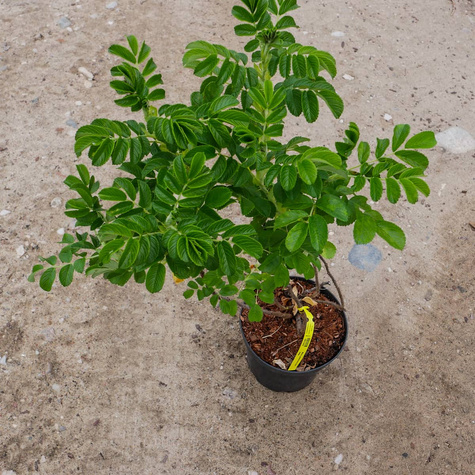 Róża pomarszczona fałdzistolistna na dżemy różowa (C2)