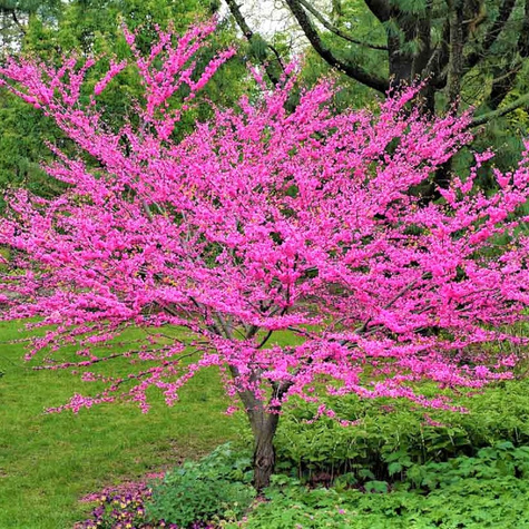 Judaszowiec kanadyjski (C2)