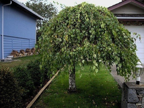 Brzoza brodawkowata Youngii szczepiona na pniu (Pa 100, obw. 6/10, H-150)