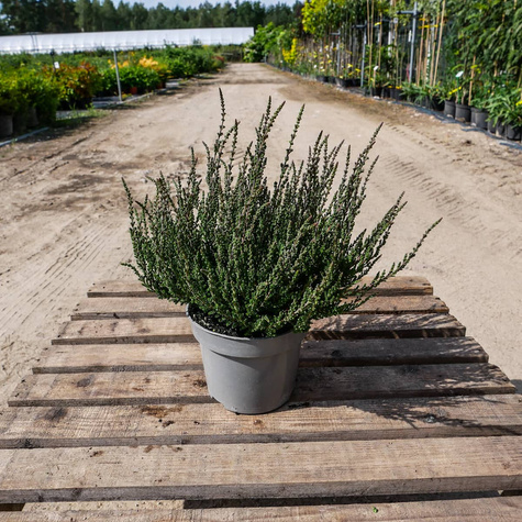 Wrzos pospolity fioletowy pączkowy