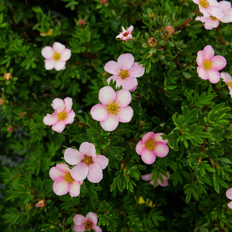 Pięciornik krzewiasty Lovely Pink