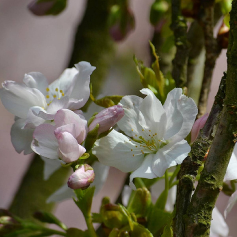 Wiśnia Groniasta z UJF Plant Pack