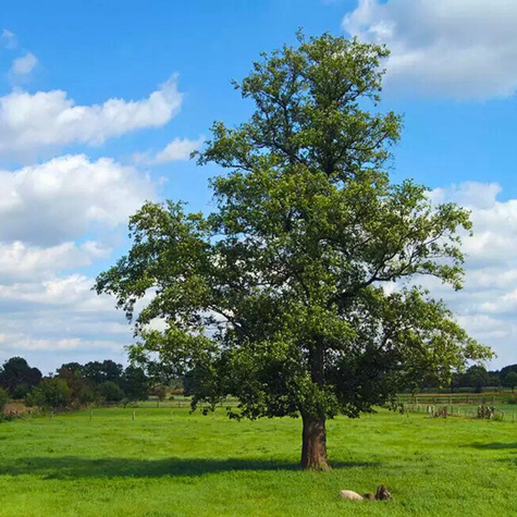 Wiąz pospolity (C2)