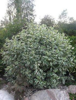 Dereń biały Variegata (C2)