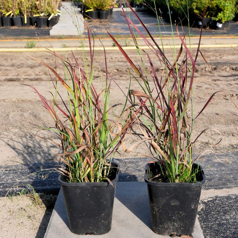 Proso rózgowate Hot Rod