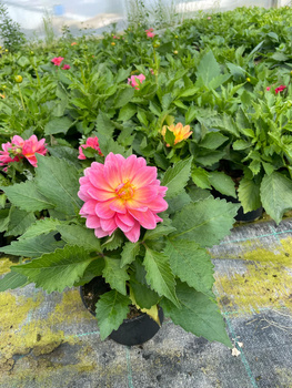Dalia Lubega Power Tropical Punch