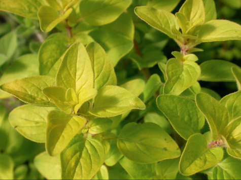 Lebiodka pospolita Oregano Gold Nugget