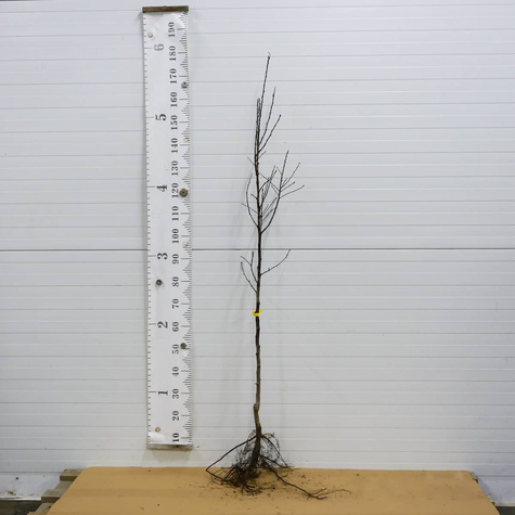 Śliwa Record Plant Pack