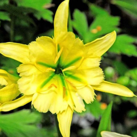 Ismena błonczatka Sulphur Queen żółta