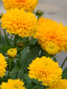 Nachyłek wielkokwiatowy Solanna Golden Sphere